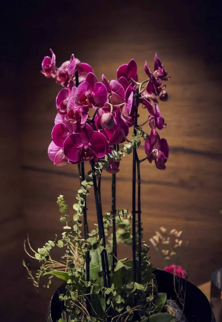 Orchideen Eine pinke Orchidee mit grünen Blättern