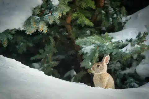 Bild von Todd MacDonald auf Pixabay Hase sitzt im Schnee vor Tannenbaum